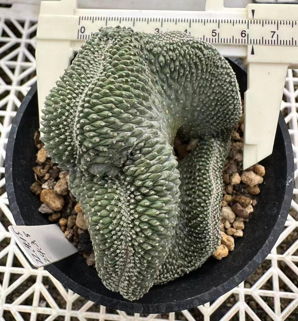 ストロンボ　サボテン　多肉植物　★★実生綴化　菊水★★♯大苗♯