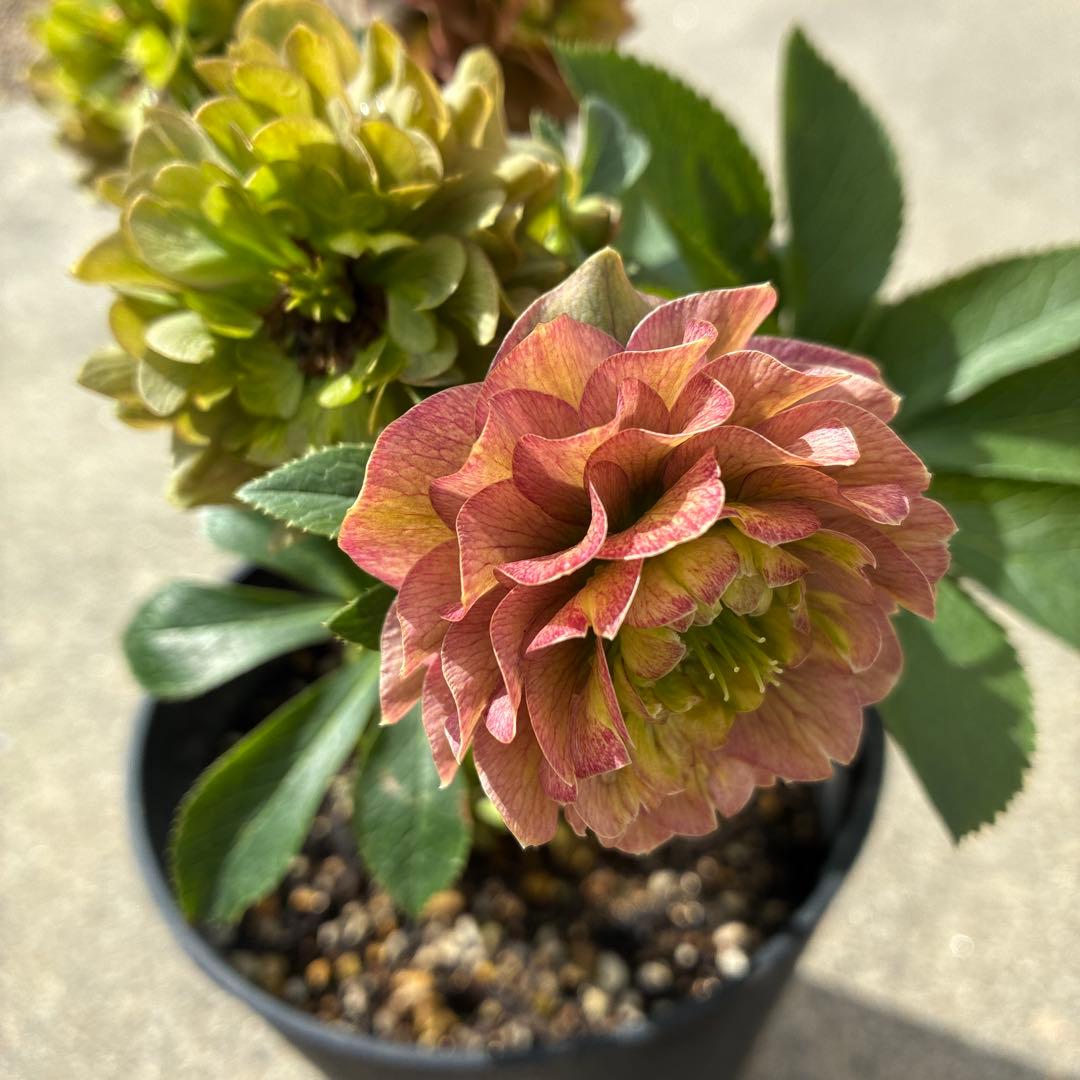 クリスマスローズ　　加藤農園