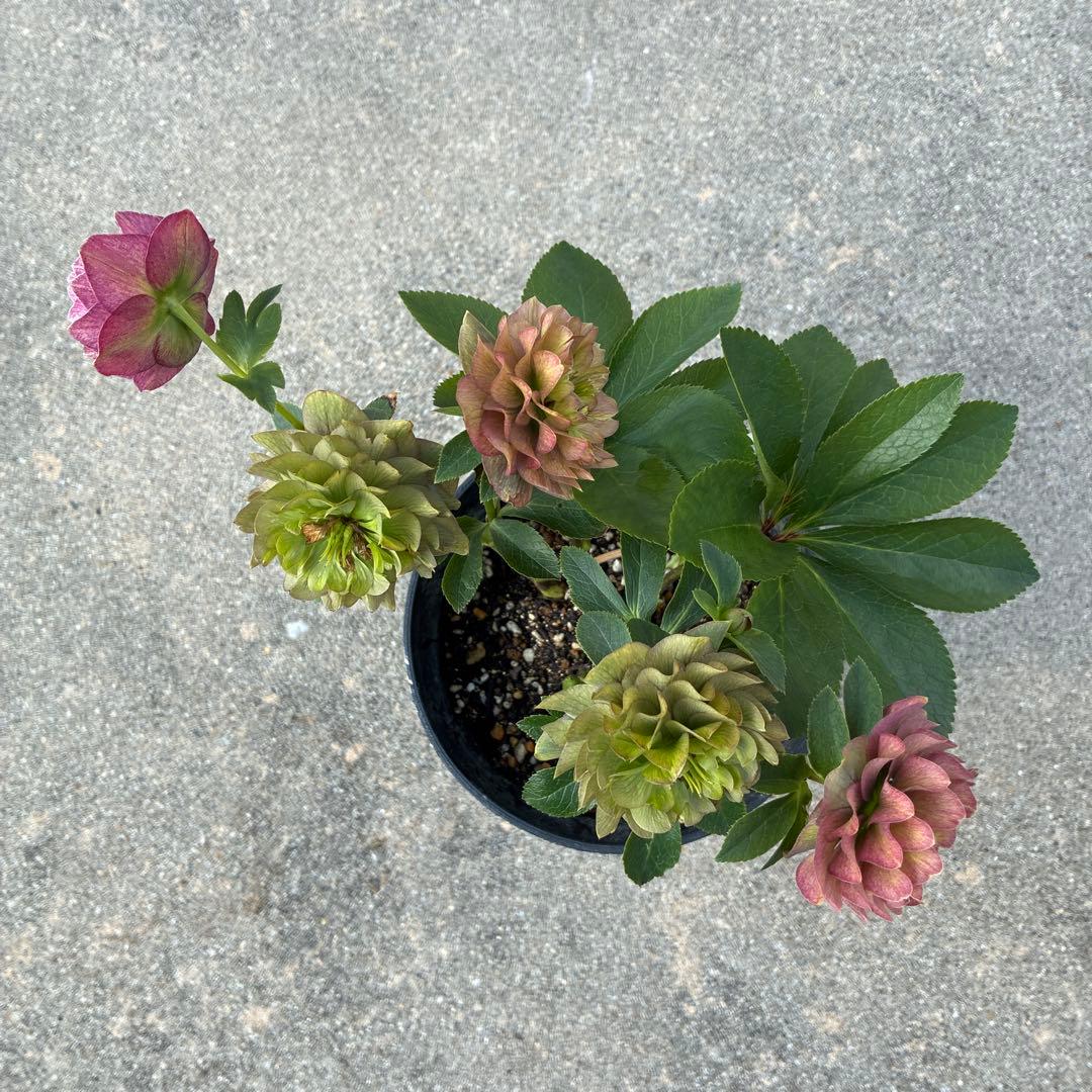 クリスマスローズ　　加藤農園