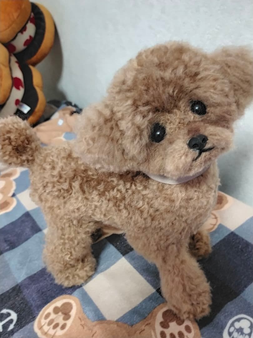 お値下げしました♡送料込み。トイプードルレッドちゃん。