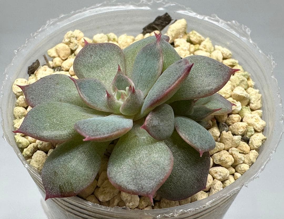 ❤️確認用❤️★D ミックスベリア❤️眠り姫❤️抜き苗♪　　　　　　　✨メルカリ✨札なし