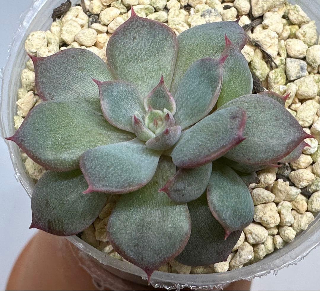 ❤️確認用❤️★D ミックスベリア❤️眠り姫❤️抜き苗♪　　　　　　　✨メルカリ✨札なし