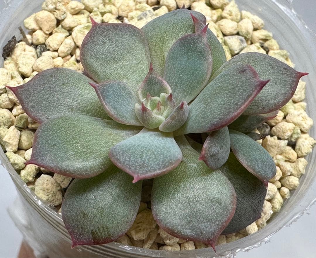 ❤️確認用❤️★D ミックスベリア❤️眠り姫❤️抜き苗♪　　　　　　　✨メルカリ✨札なし