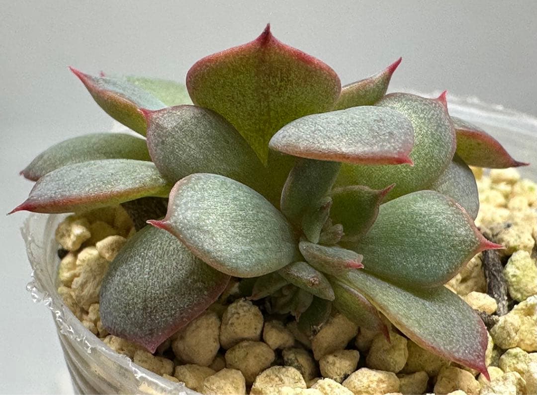 ❤️確認用❤️★D ミックスベリア❤️眠り姫❤️抜き苗♪　　　　　　　✨メルカリ✨札なし