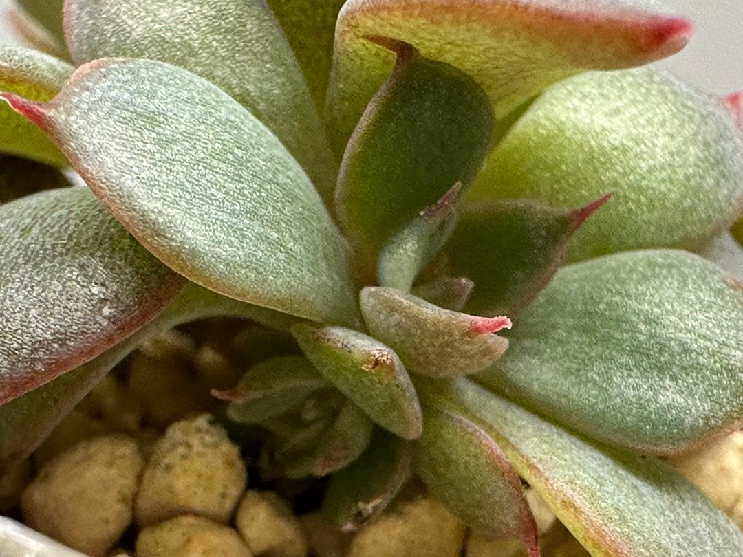 ❤️確認用❤️★D ミックスベリア❤️眠り姫❤️抜き苗♪　　　　　　　✨メルカリ✨札なし