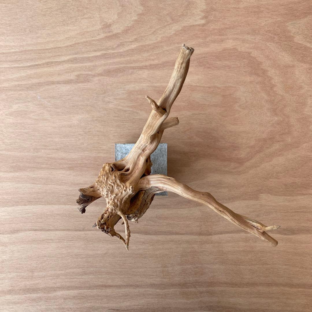 コンクリート盆栽 (m B ) 流木 オブジェ ディスプレイ 高級感