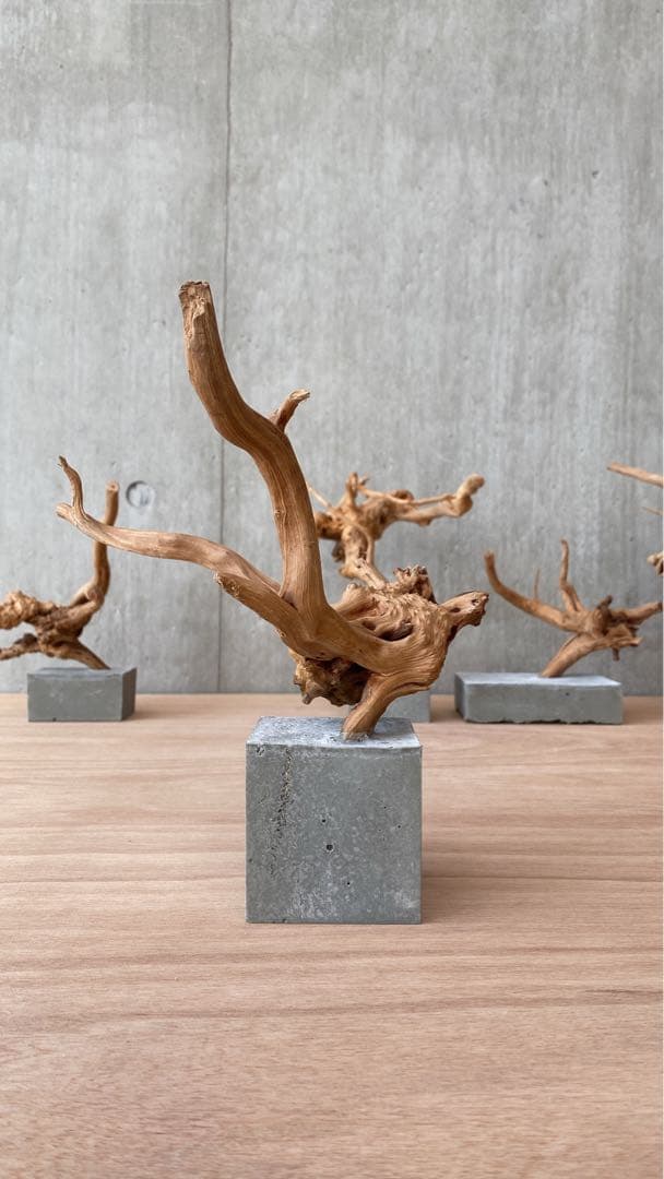 コンクリート盆栽 (m B ) 流木 オブジェ ディスプレイ 高級感