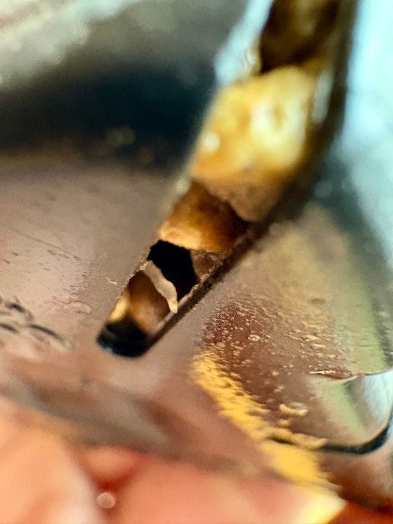 ペラルゴニウム ミラビレ　挿し木　枝挿し　発根済み株　鉢ごと発送