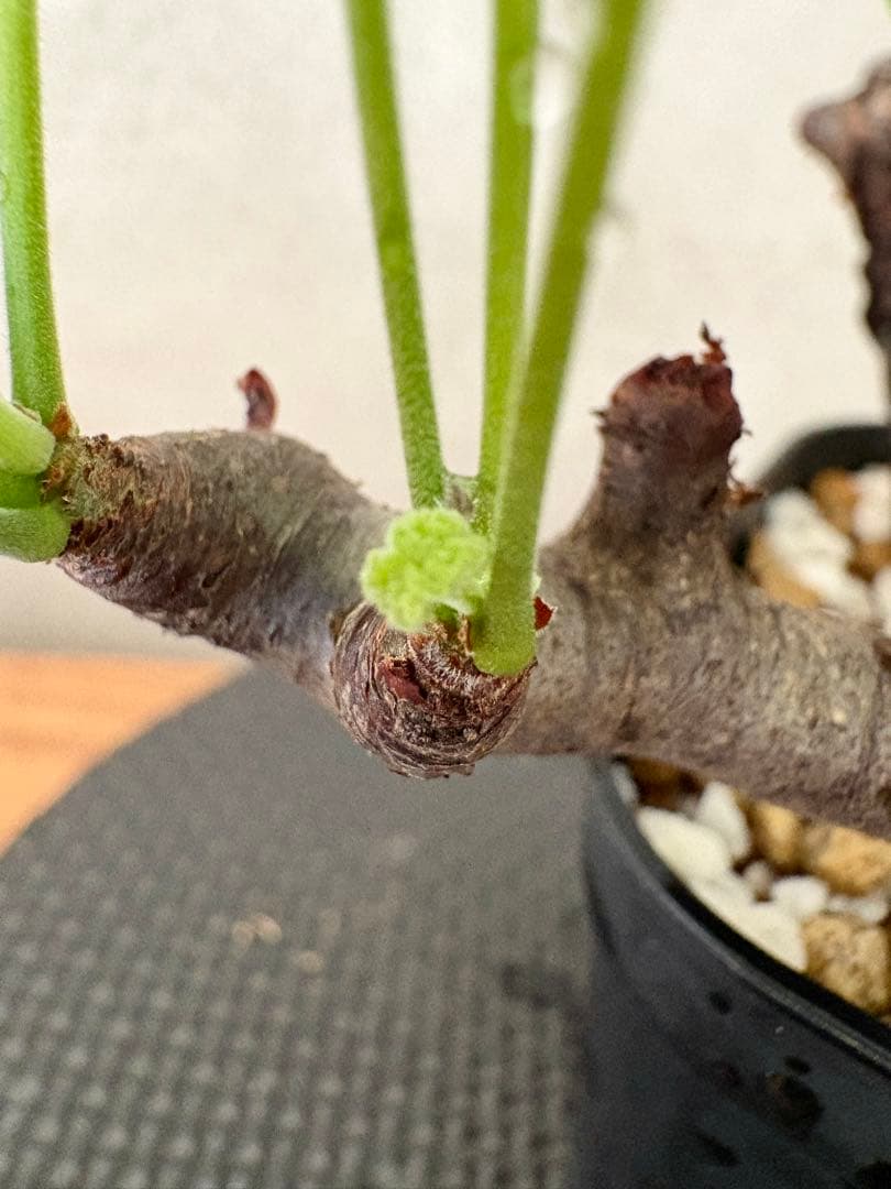 ペラルゴニウム ミラビレ　挿し木　枝挿し　発根済み株　鉢ごと発送
