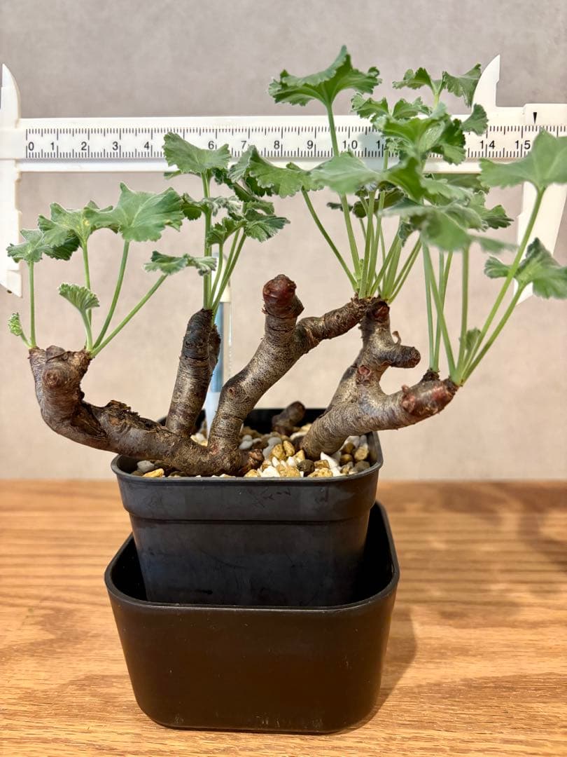 ペラルゴニウム ミラビレ　挿し木　枝挿し　発根済み株　鉢ごと発送