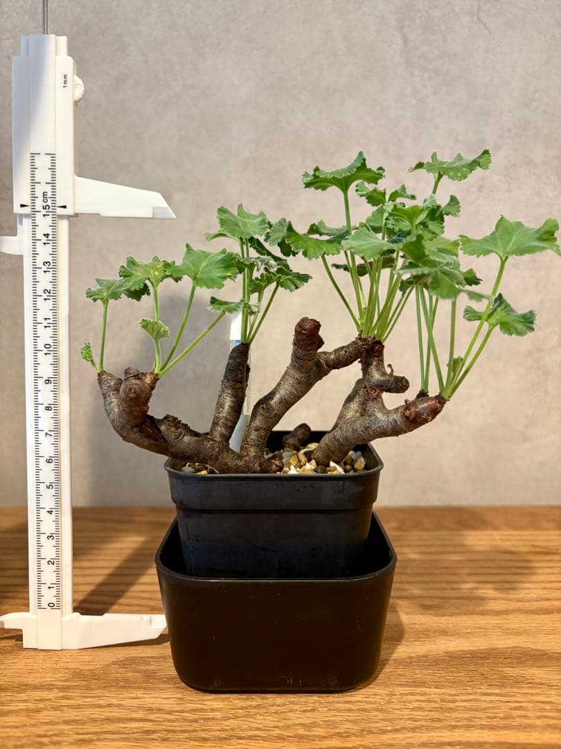 ペラルゴニウム ミラビレ　挿し木　枝挿し　発根済み株　鉢ごと発送