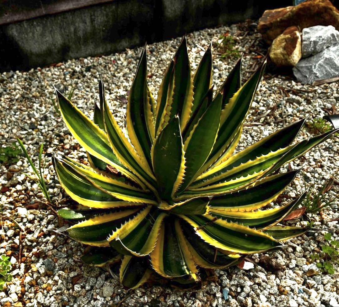 アガベ　親株　 大株　Agave 五色萬代　地植え　ガーデニング
