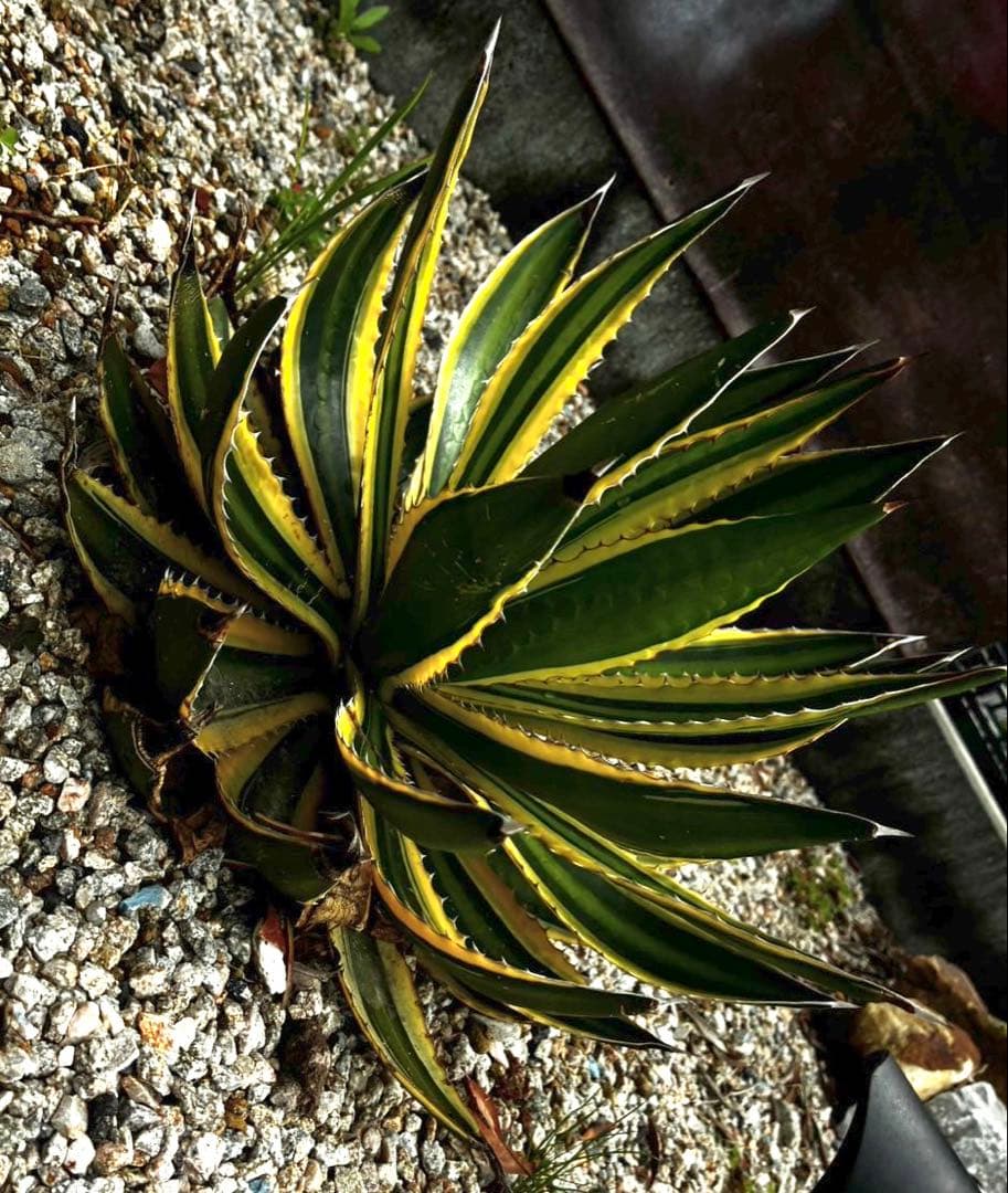 アガベ　親株　 大株　Agave 五色萬代　地植え　ガーデニング