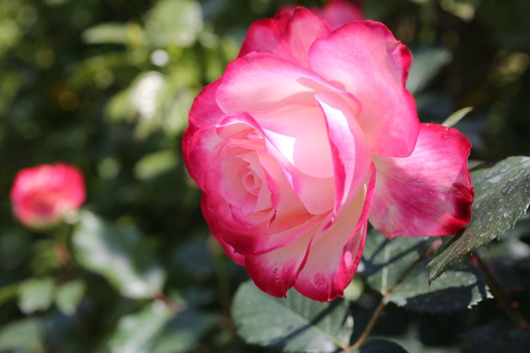 Canon EOS 5D MarkⅢ