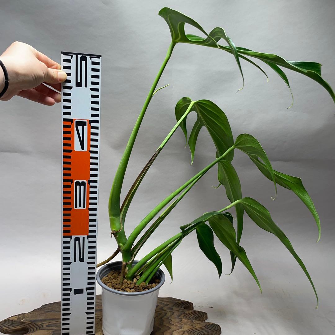 ば*い様 q130 L013モンステラ バールマルクスフレーム