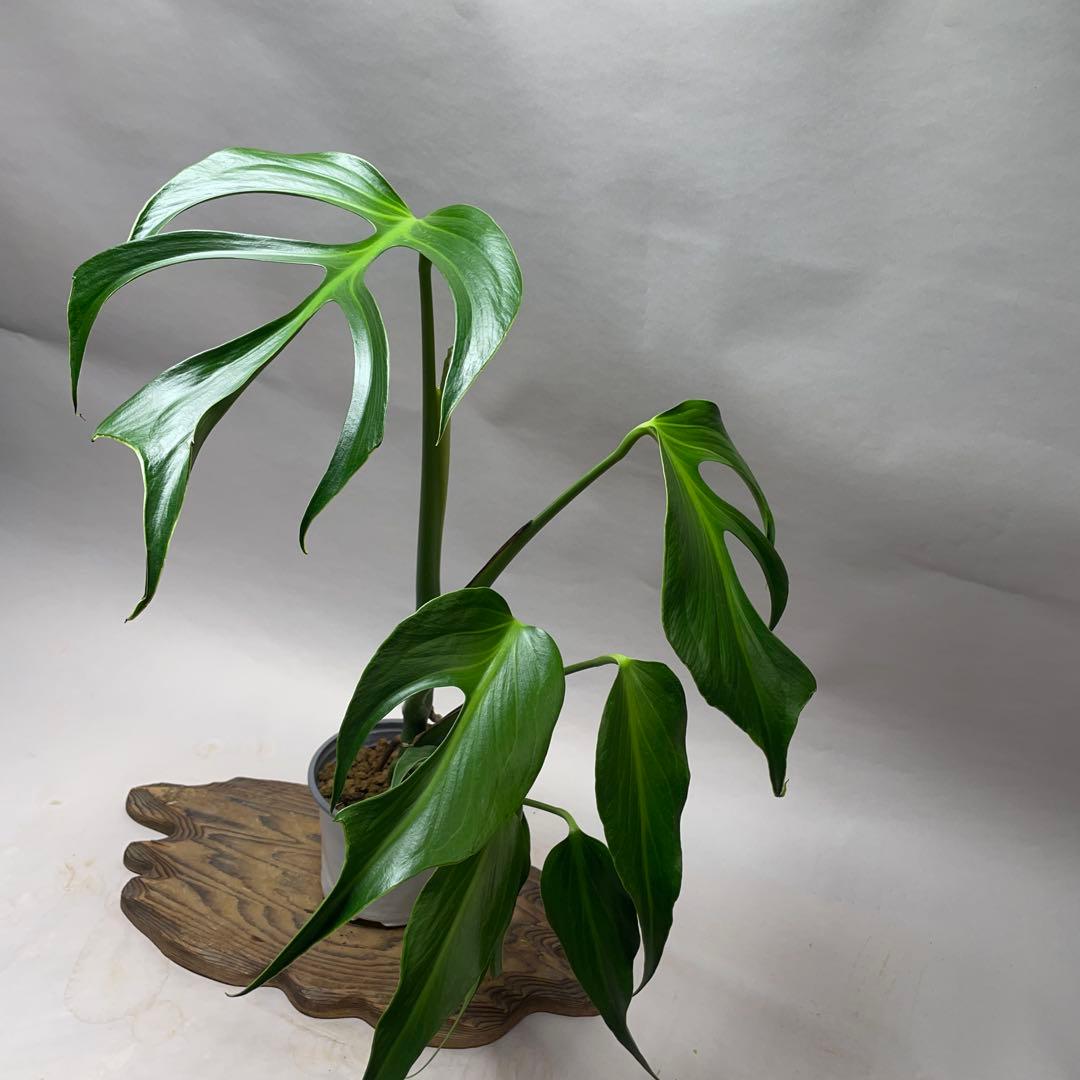 ば*い様 q130 L013モンステラ バールマルクスフレーム