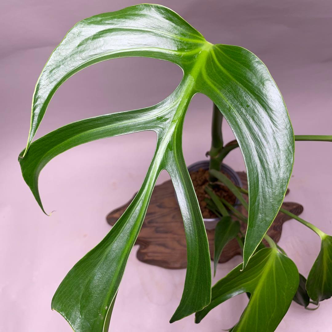 ば*い様 q130 L013モンステラ バールマルクスフレーム