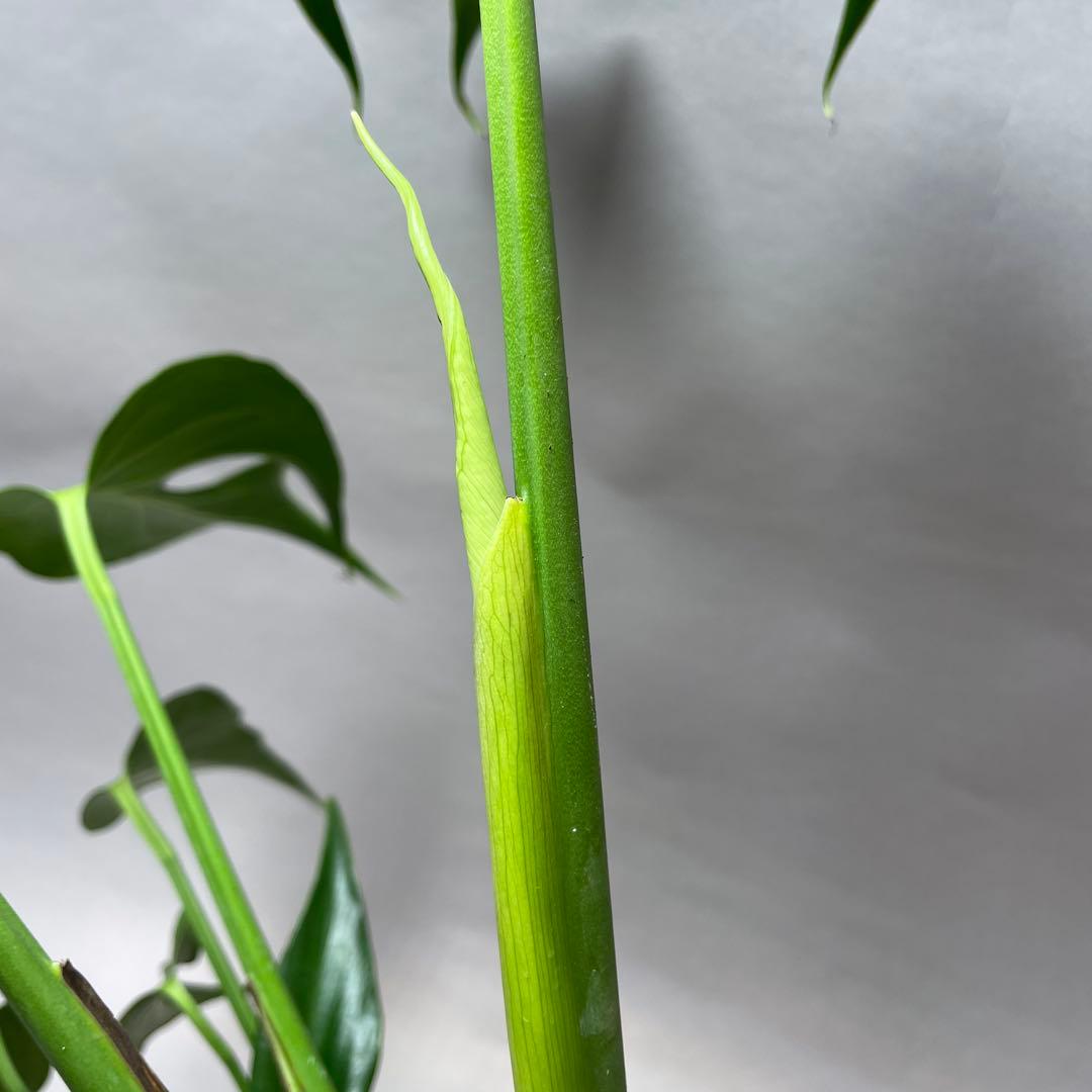 ば*い様 q130 L013モンステラ バールマルクスフレーム