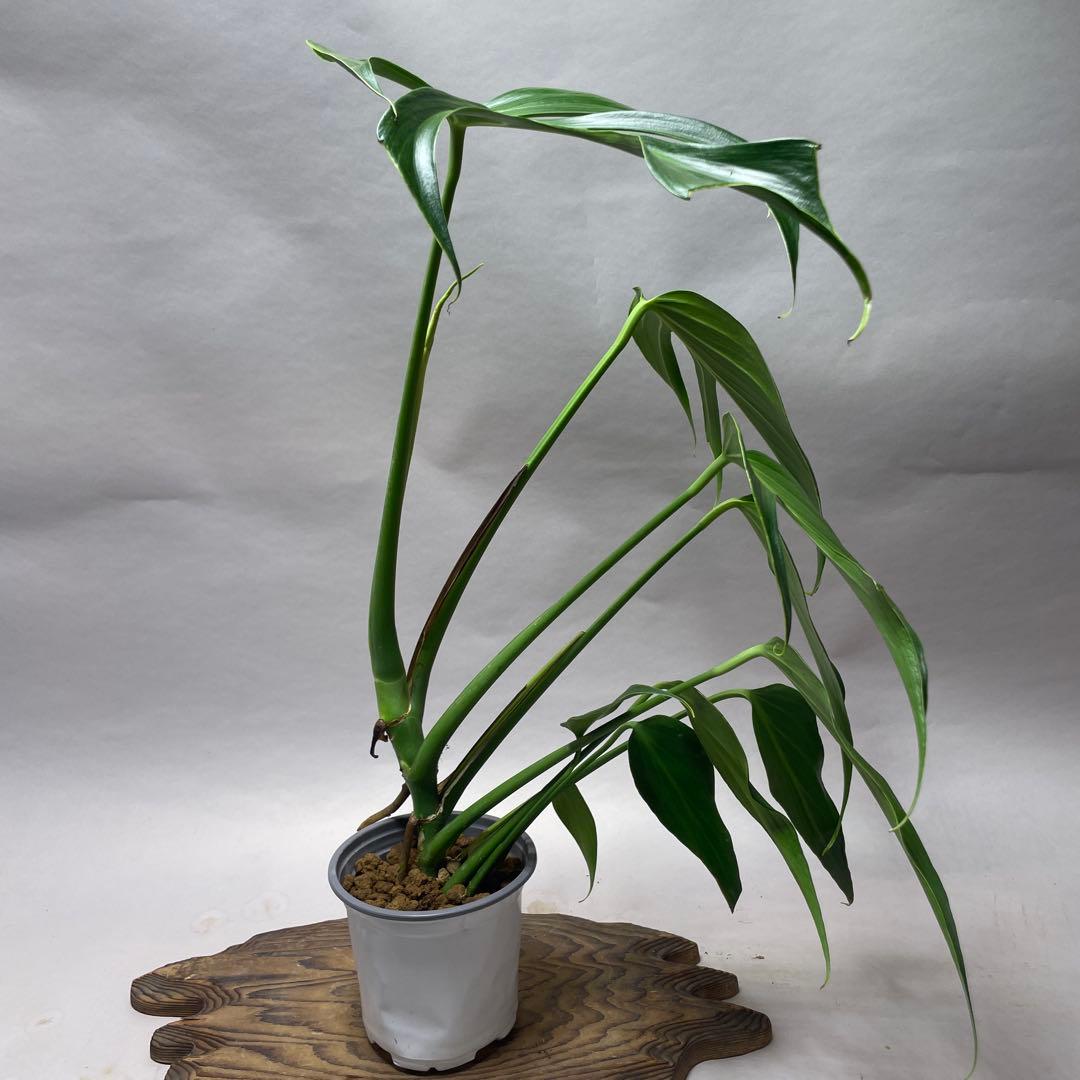 ば*い様 q130 L013モンステラ バールマルクスフレーム