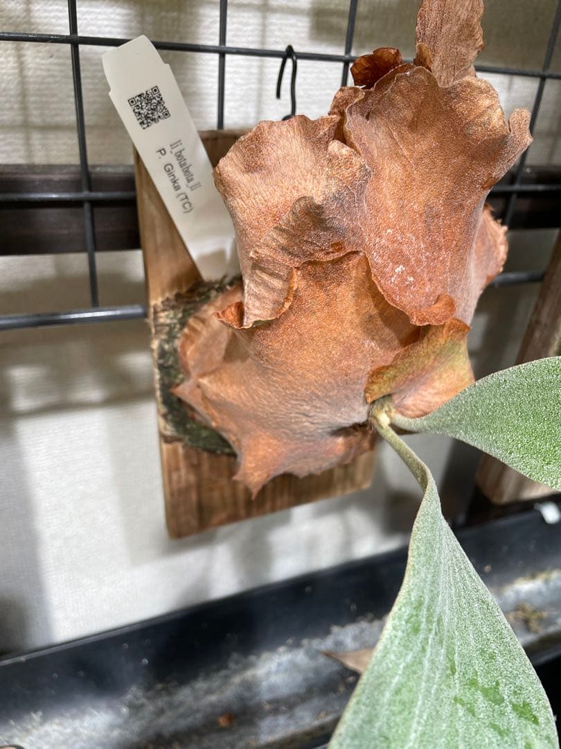 ビカクシダ　ginka tc