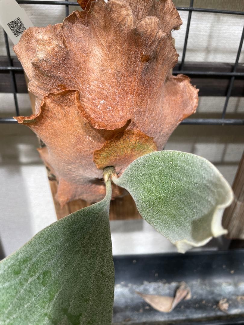 ビカクシダ　ginka tc