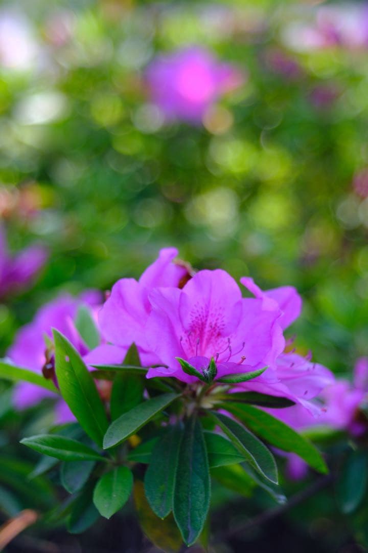 レンズ(単焦点) Carl Zeiss Jena Biotar 58mm f2