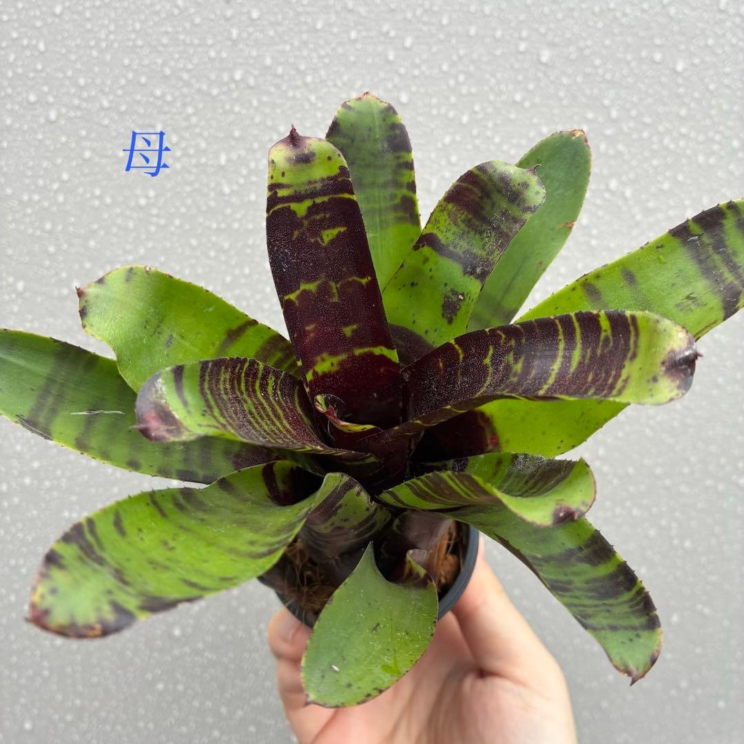 ネオレゲリア “サボイ トラッフル