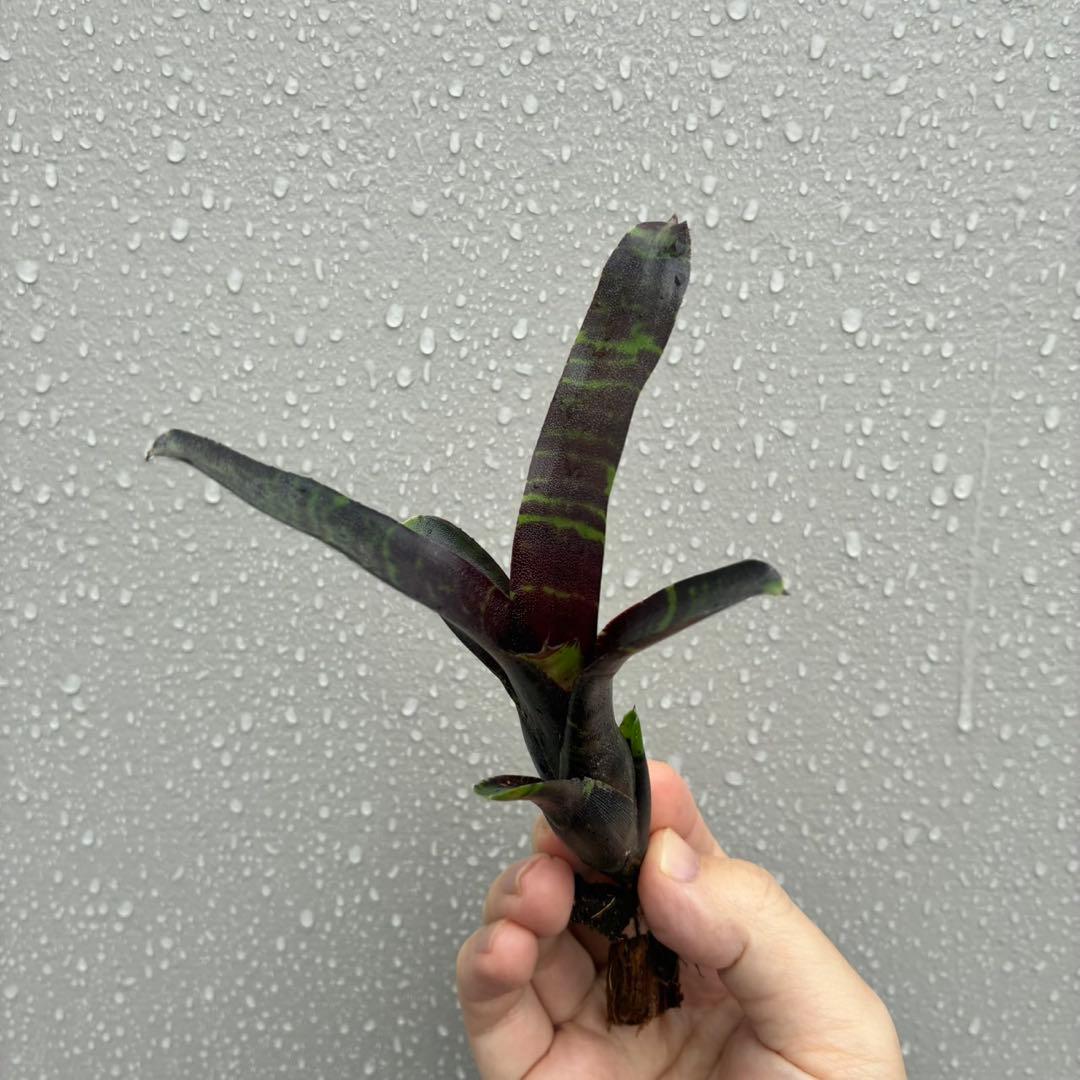 ネオレゲリア “サボイ トラッフル