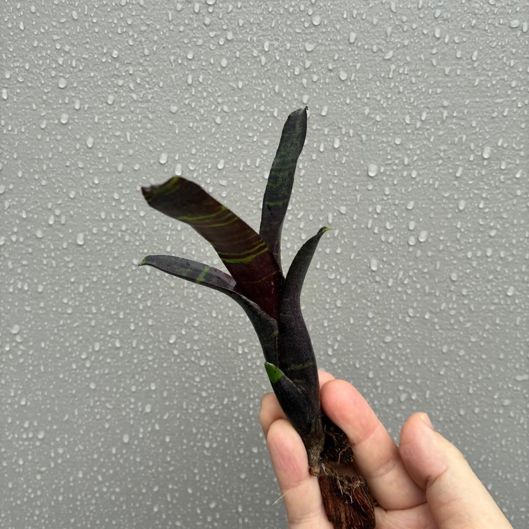 ネオレゲリア “サボイ トラッフル