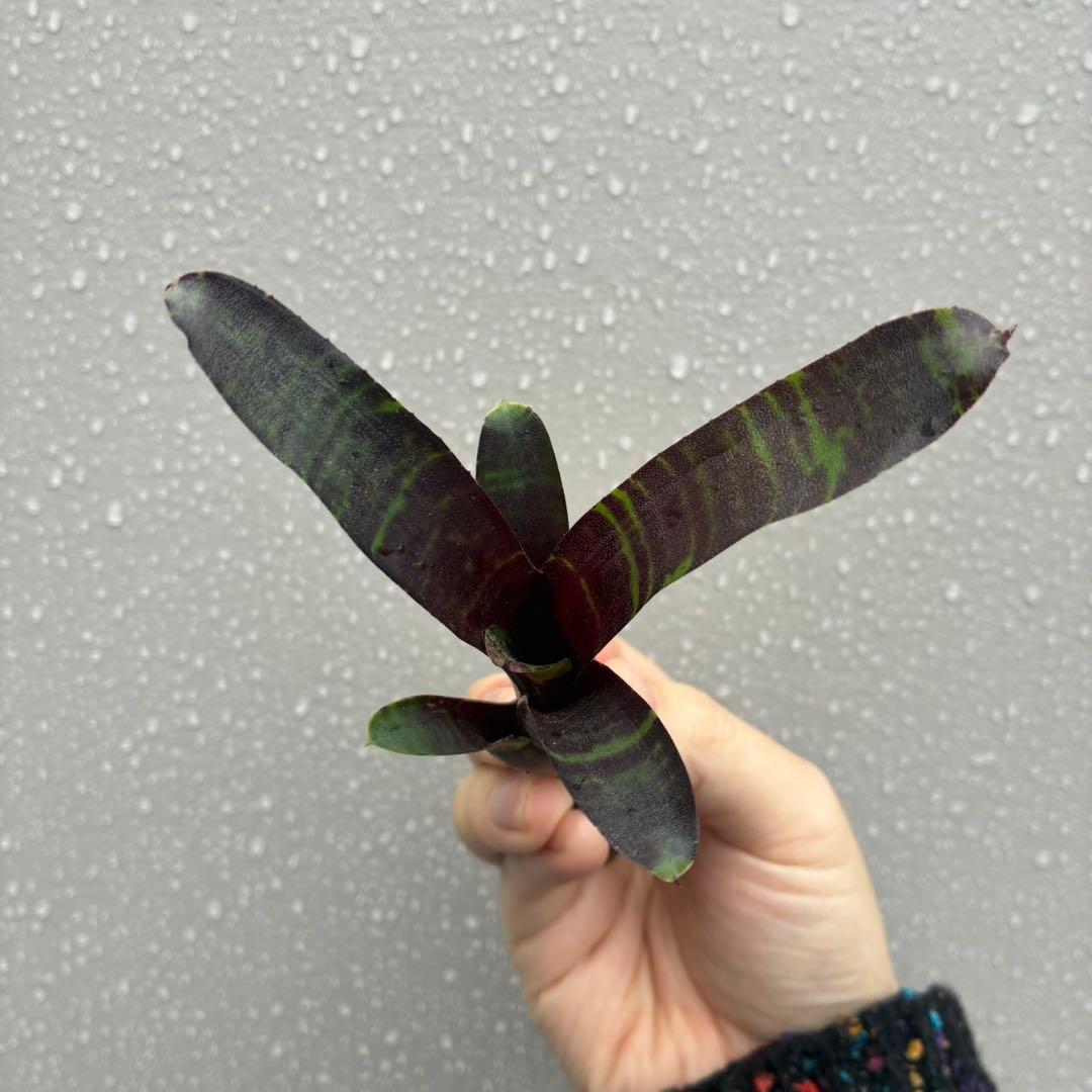 ネオレゲリア “サボイ トラッフル