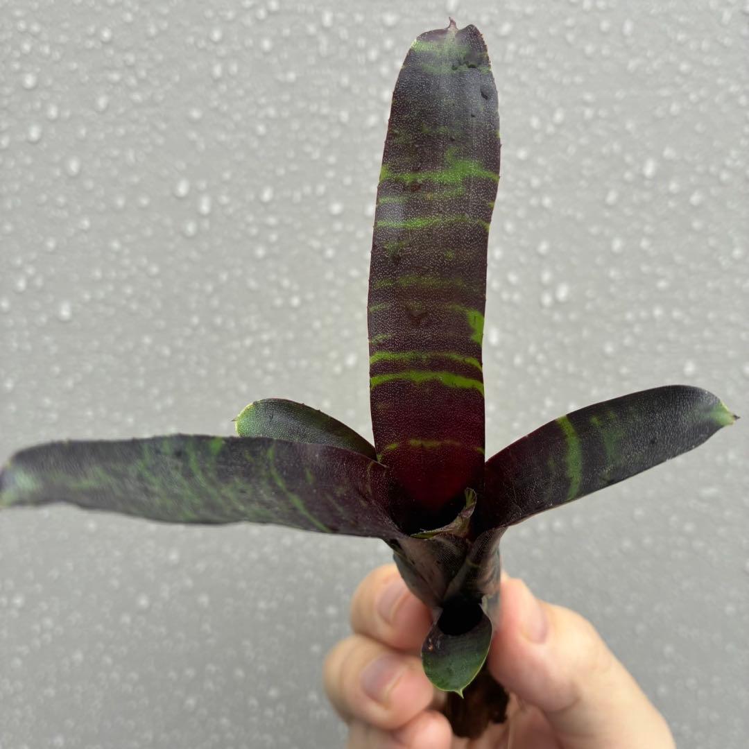 ネオレゲリア “サボイ トラッフル