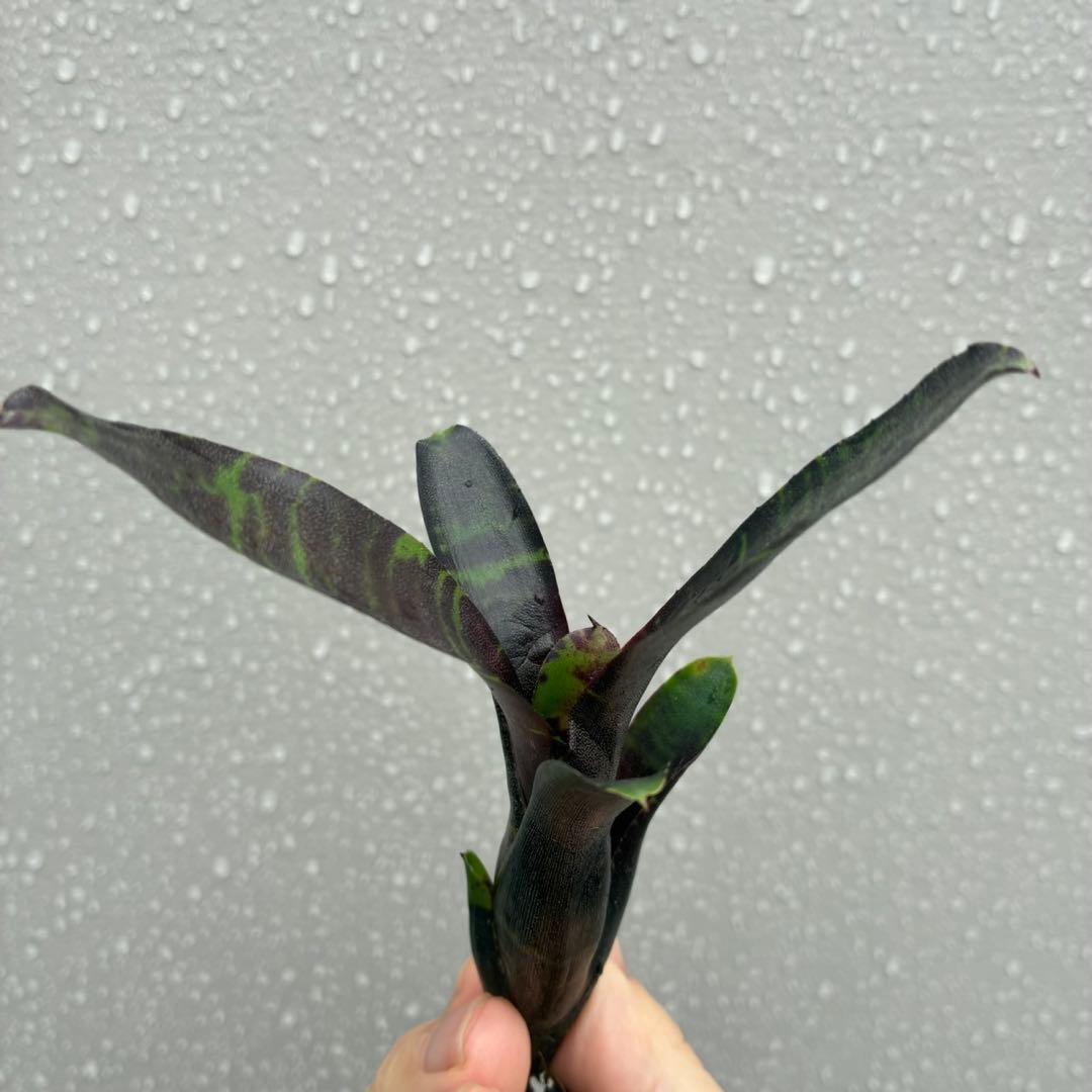 ネオレゲリア “サボイ トラッフル