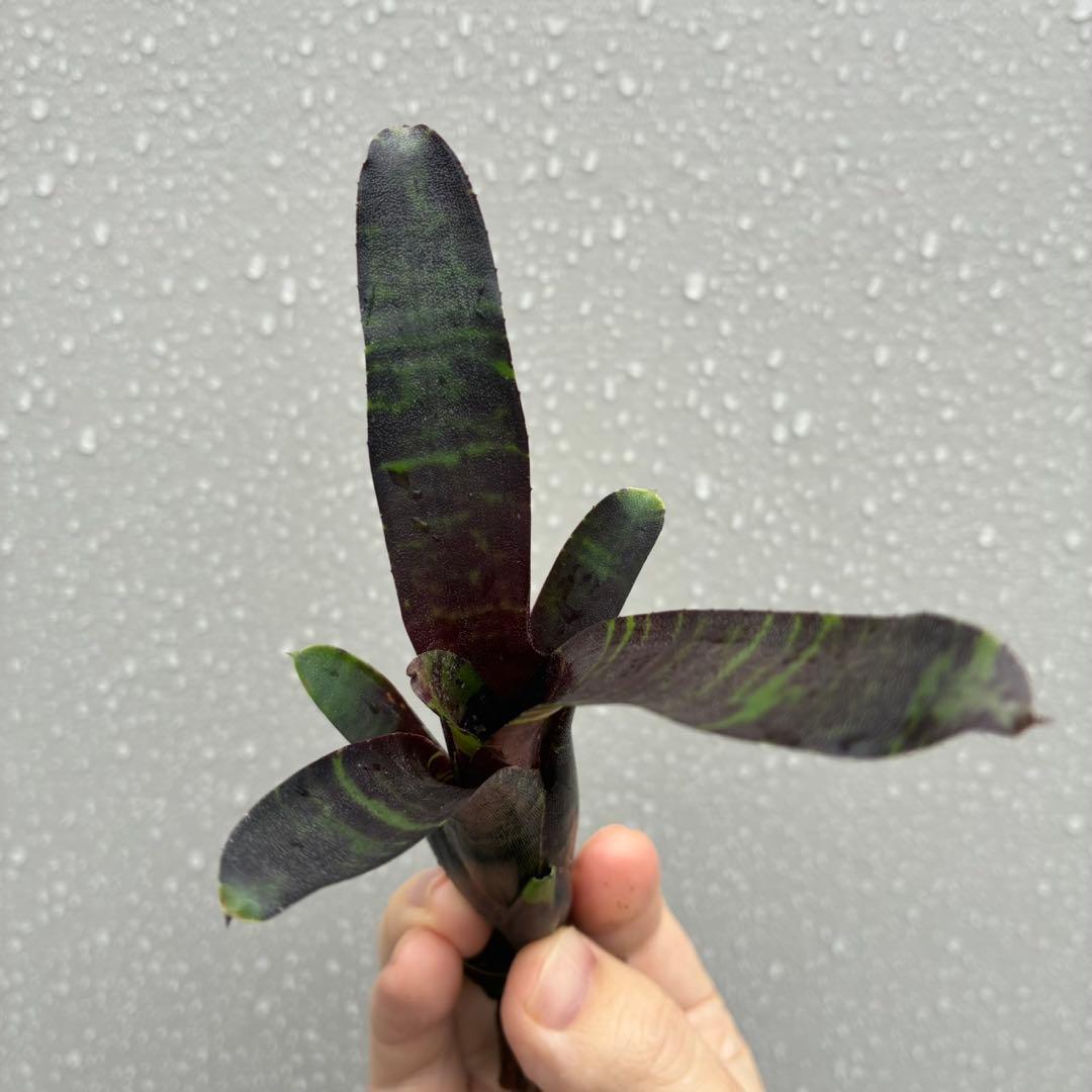 ネオレゲリア “サボイ トラッフル