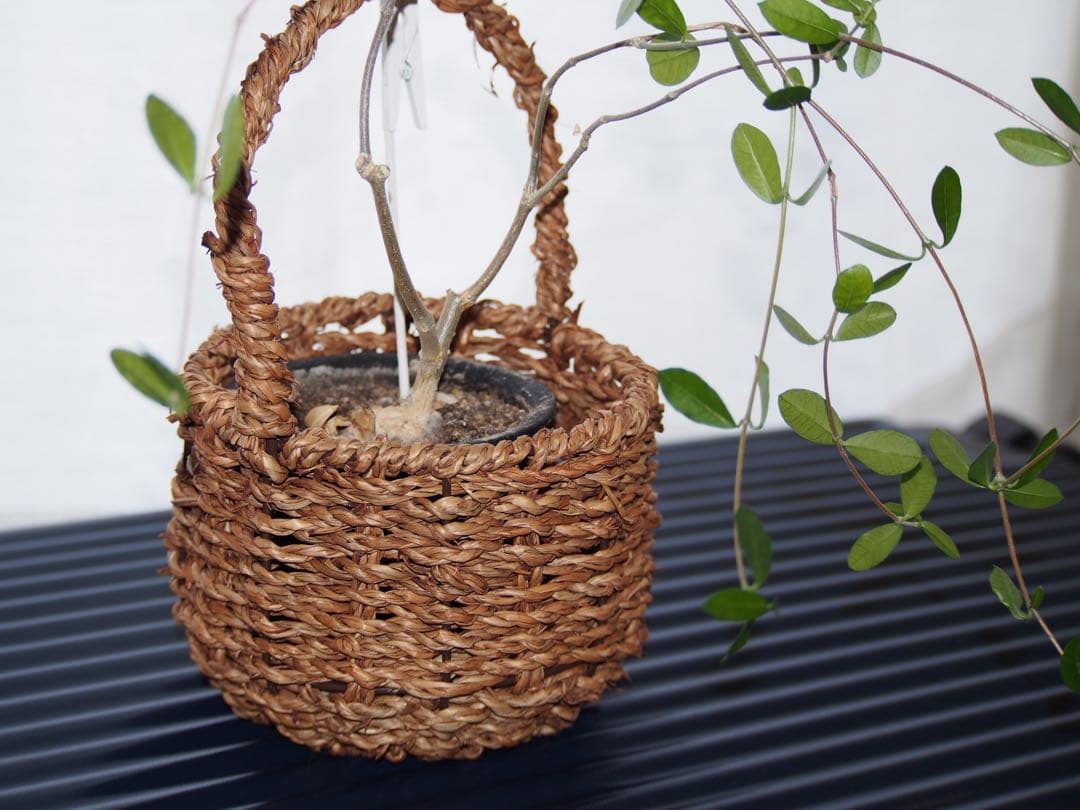 ミラーレス一眼Olympus PEN Lite E-PL5