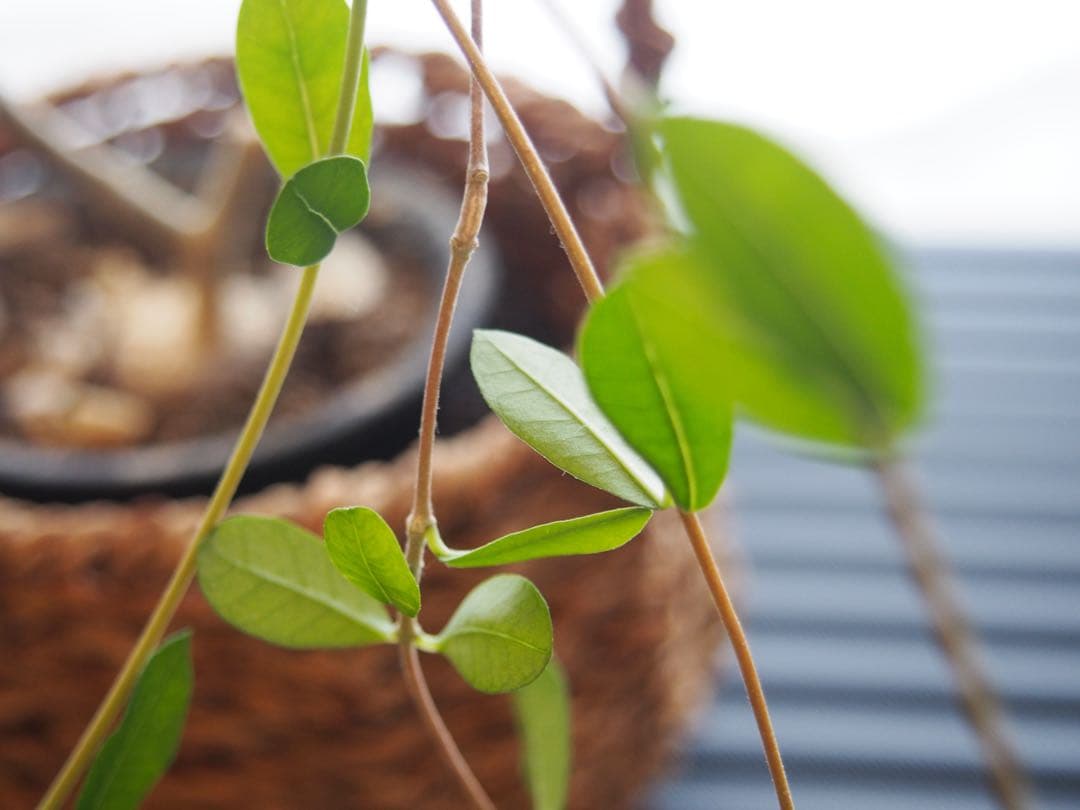 ミラーレス一眼Olympus PEN Lite E-PL5