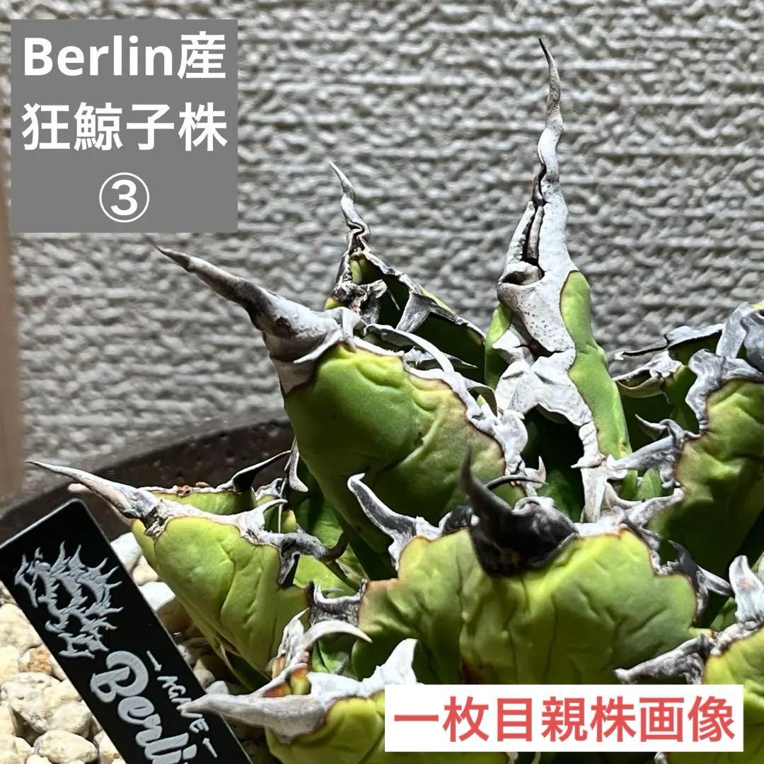 アガベ-狂鯨OC （Berlin産） ③ 検　オテ 悪魔　真麻花龍　ドリル　陽炎