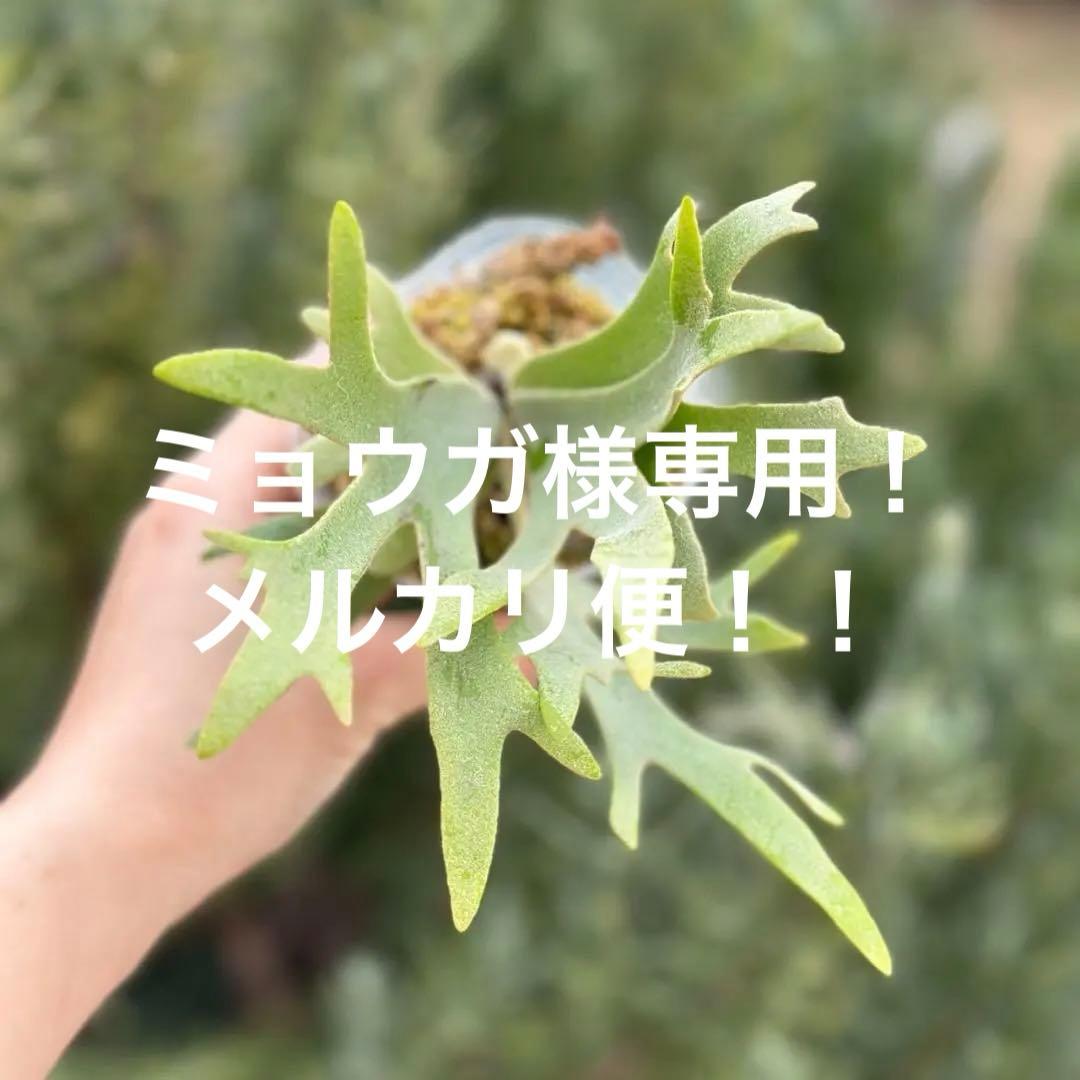 P.willinckii ’Nano’ spore 4311