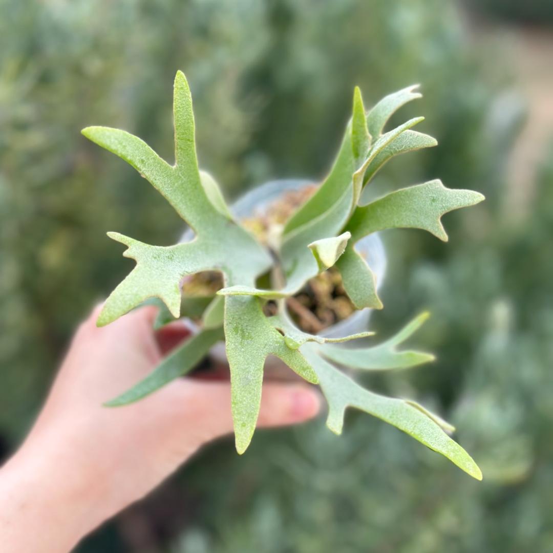 P.willinckii ’Nano’ spore 4311