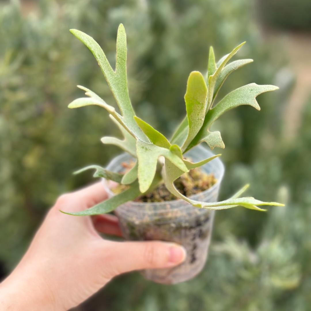 P.willinckii ’Nano’ spore 4311