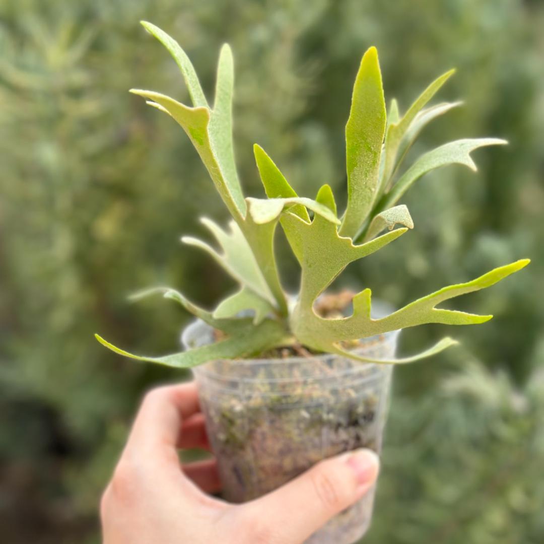 P.willinckii ’Nano’ spore 4311