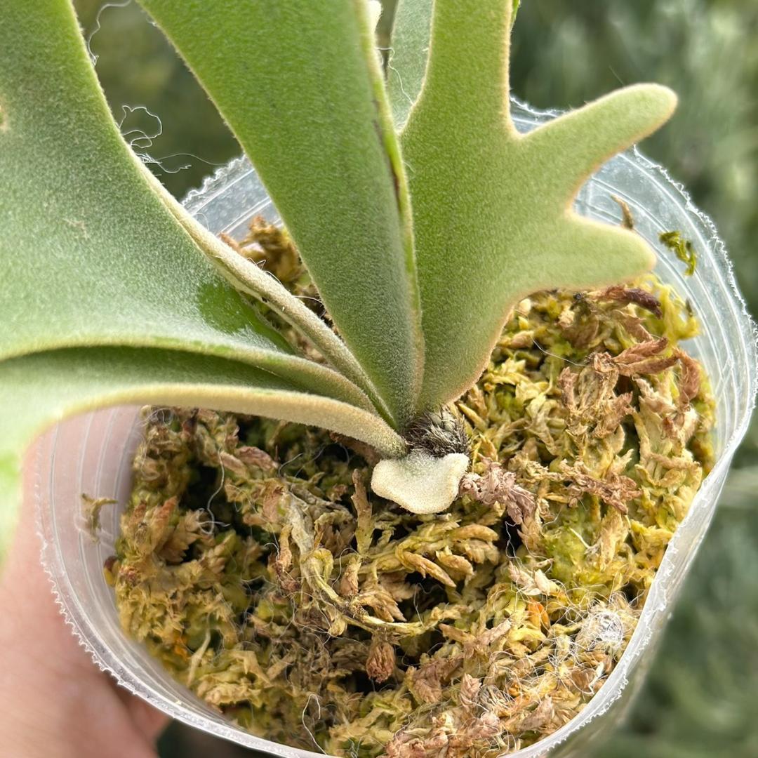 P.willinckii ’Nano’ spore 4311