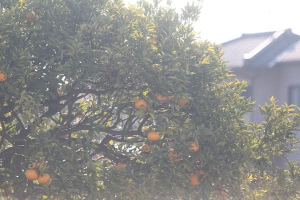 キャノン Canon EF 70-200mm F2.8 L USM