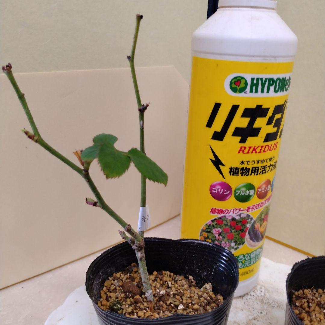 メイʕ•ᴥ•ʔ様、ご確認専用です。