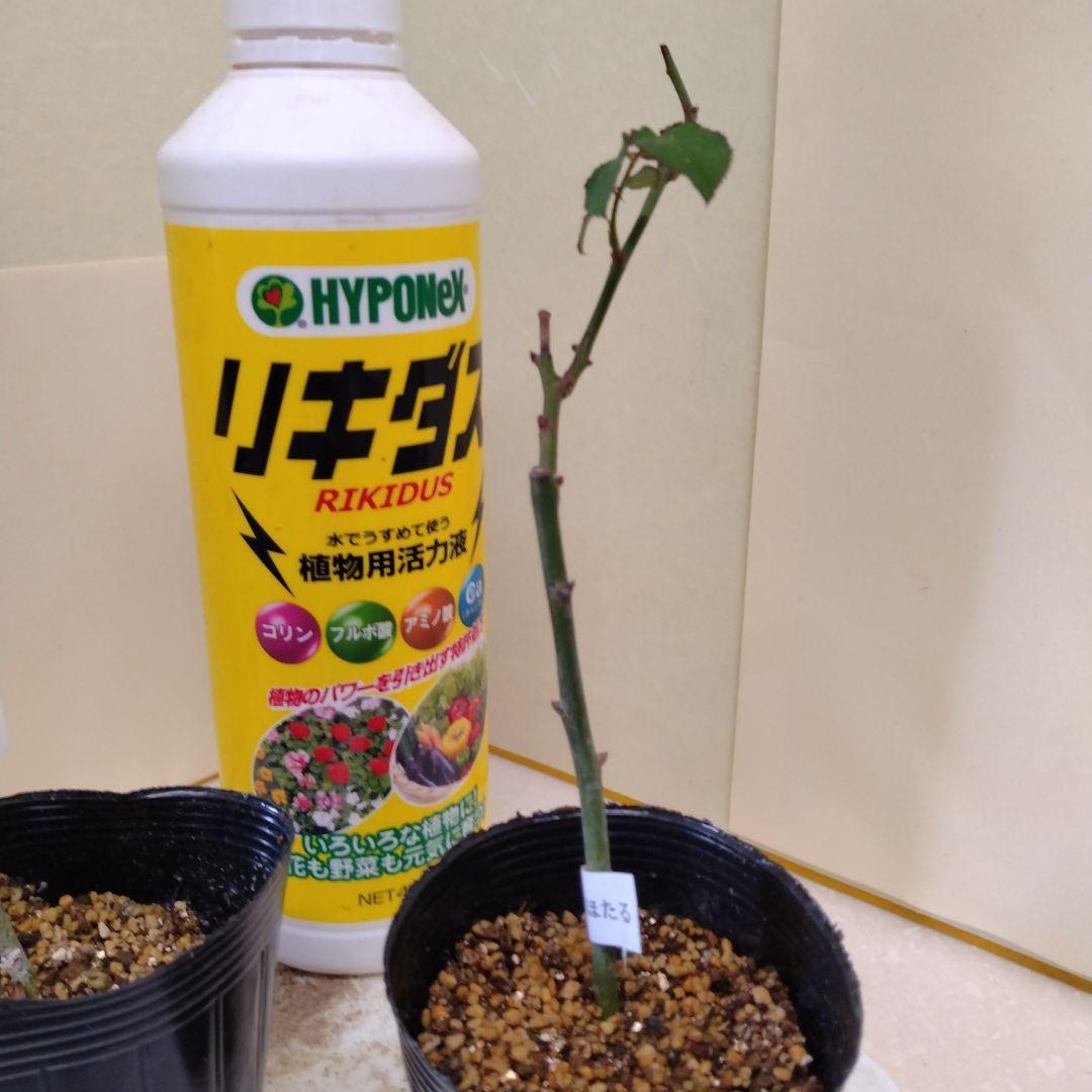メイʕ•ᴥ•ʔ様、ご確認専用です。