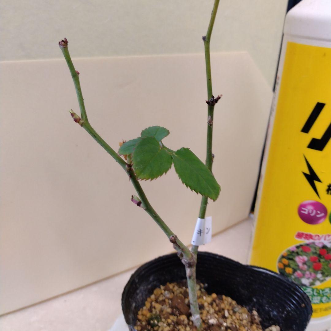 メイʕ•ᴥ•ʔ様、ご確認専用です。