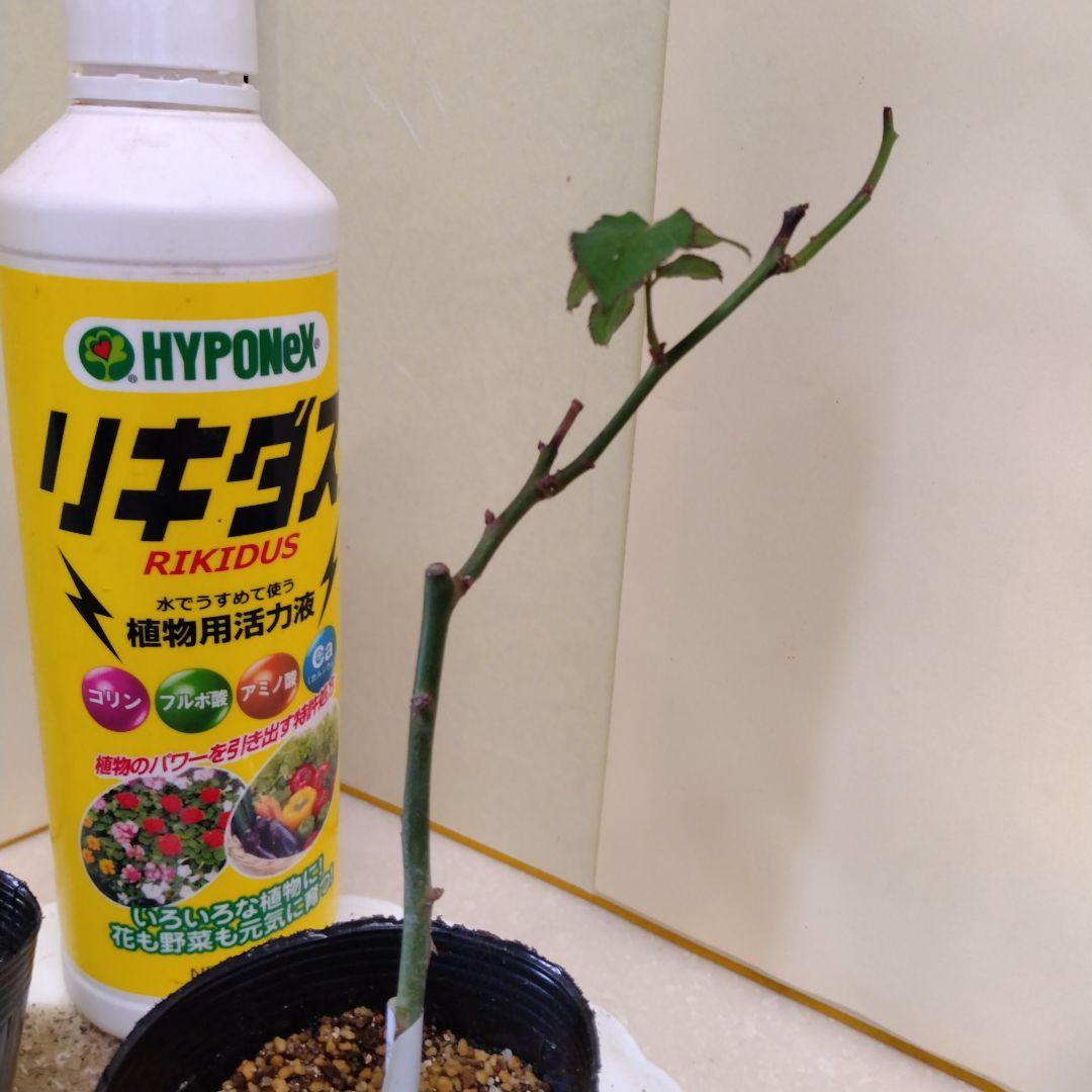 メイʕ•ᴥ•ʔ様、ご確認専用です。