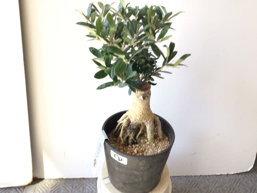 ③ この世に同じ形が2つと無い‼︎ 創樹オリーブ・ミニ盆栽（高さ鉢底より25㎝）