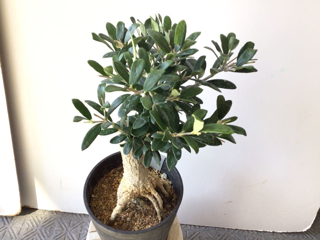 ③ この世に同じ形が2つと無い‼︎ 創樹オリーブ・ミニ盆栽（高さ鉢底より25㎝）