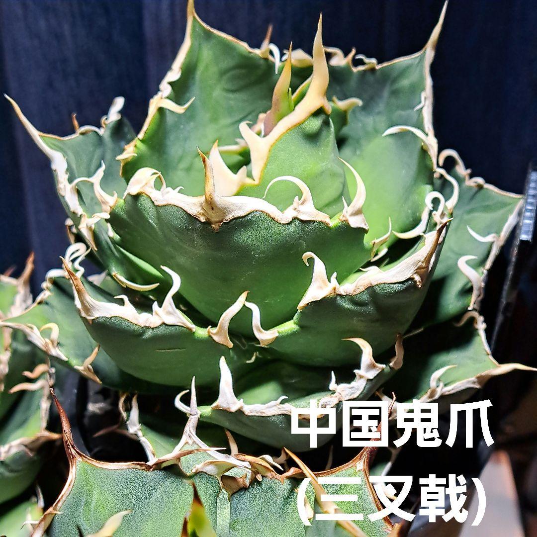 鬼爪