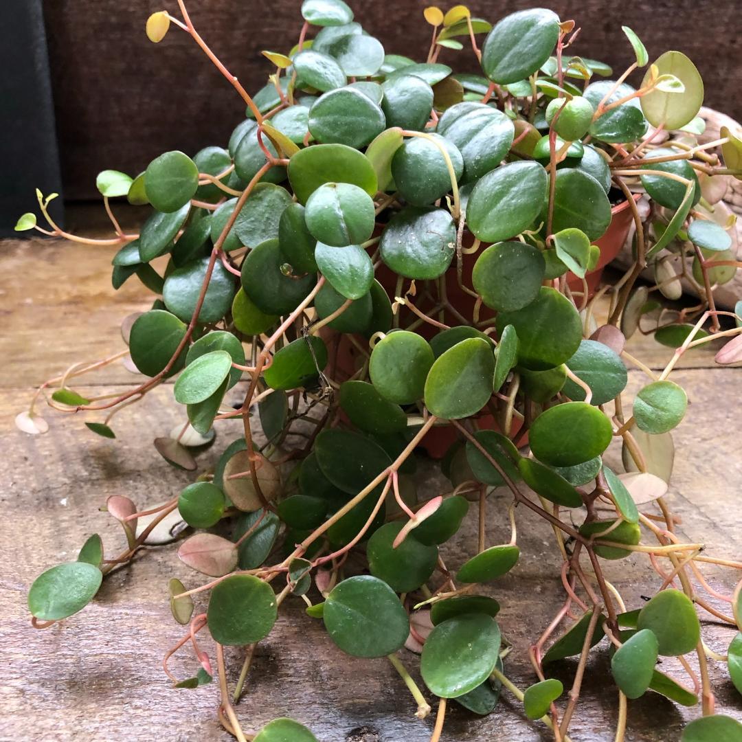 ★ポットごと♡ペッパースポット♡ペペロミア♡希少♡観葉植物♡